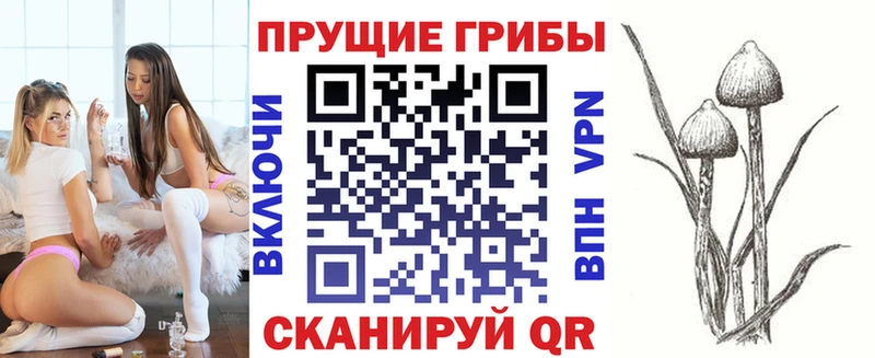Псилоцибиновые грибы Cubensis  Карабулак 